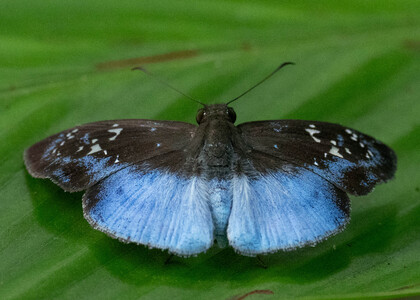The butterfly Livida assecla photographed in Picuroyacu, Iquitos,Peru