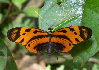 The butterfly Heliconius numata lyrcaeus photographed in Picuroyacu, Iquitos,Peru