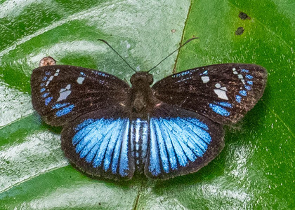 The butterfly Pythonides jovianus jovianus photographed in Peru