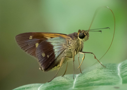 The butterfly Calpodes (Saliana) salius photographed in Peru