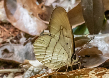 The butterfly Pierella hortona hortona photographed in Peru