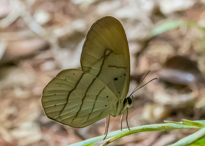 The butterfly Pierella hortona hortona photographed in Peru