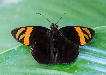 The butterfly Entheus latebrosus photographed in Peru