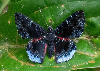 The butterfly Calydna thersander photographed in Peru
