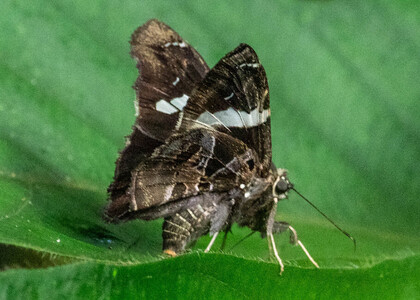 The butterfly Spathilepia clonius photographed in Picuroyacu, Iquitos,Peru