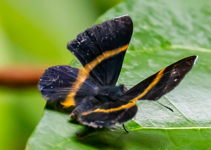 The butterfly Parcella amarynthina photographed in Picuroyacu, Iquitos,Peru