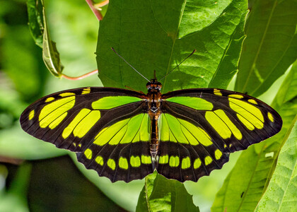 The butterfly Siproeta stelenes photographed in Peru