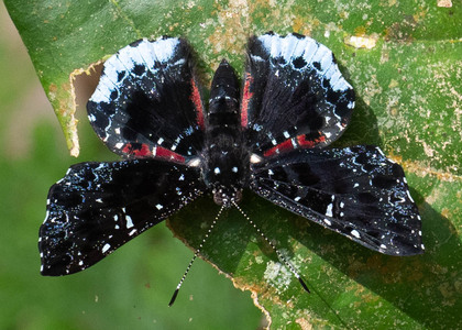 The butterfly Calydna thersander photographed in Peru