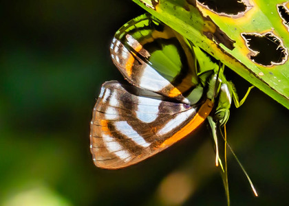 The butterfly Thisbe irenea photographed in Peru