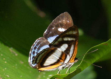 The butterfly Thisbe irenea photographed in Peru