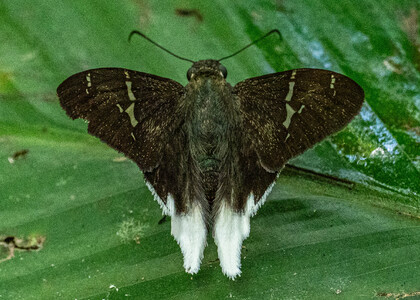 The butterfly Cecropterus doryssus doryssus photographed in Peru