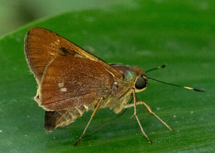 The butterfly Decinea denta photographed in Pillahuata, Manu Road,Peru