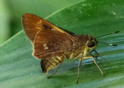 The butterfly Decinea denta photographed in Picuroyacu, Iquitos,Peru