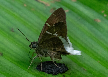 The butterfly Cecropterus doryssus doryssus photographed in Peru