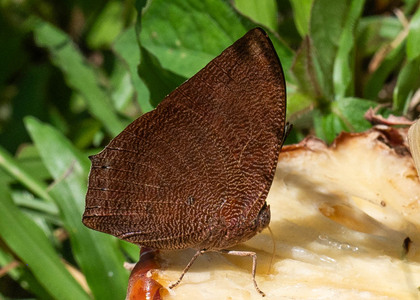 The butterfly Fountainea ryphea photographed in Picuroyacu, Iquitos,Peru
