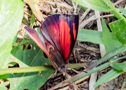 The butterfly Fountainea ryphea photographed in Peru