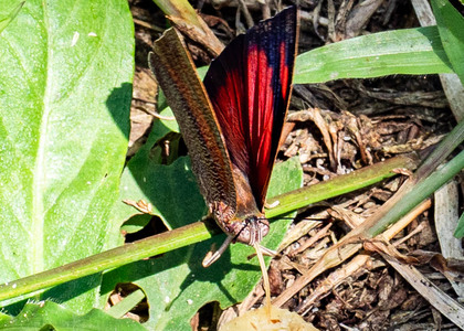 The butterfly Fountainea ryphea photographed in Peru