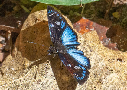 The butterfly Pythonides jovianus jovianus photographed in Peru