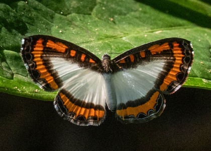 The butterfly Nymphidium caricae photographed in Picuroyacu, Iquitos,Peru