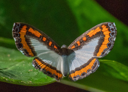 The butterfly Nymphidium caricae photographed in Peru