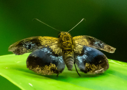 The butterfly Plumbago plumbago photographed in Peru