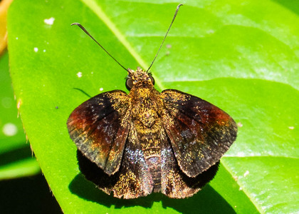 The butterfly Plumbago plumbago photographed in Peru