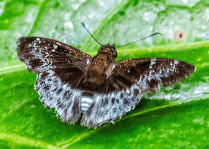 The butterfly Eracon clinias photographed in Peru