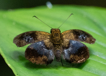 The butterfly Plumbago plumbago photographed in Peru