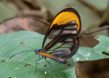 The butterfly Hypoleria alema chrysodonia photographed in Peru