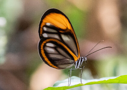 The butterfly Hypoleria alema chrysodonia photographed in Picuroyacu, Iquitos,Peru