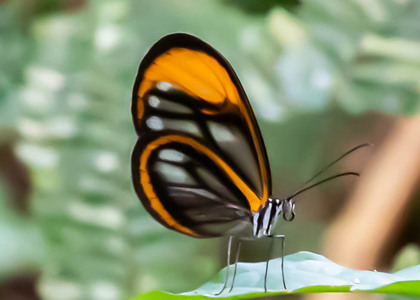 The butterfly Hypoleria alema chrysodonia photographed in Peru