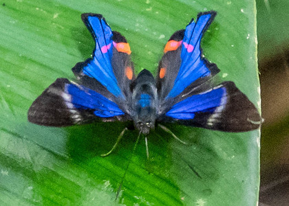 The butterfly Rhetus periander photographed in Picuroyacu, Iquitos,Peru