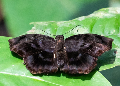 The butterfly Achlyodes busirus heros photographed in Peru