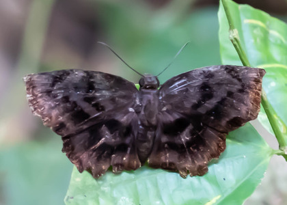 The butterfly Achlyodes busirus heros photographed in Peru