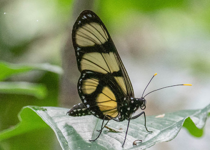 The butterfly Methona confusa psamathe photographed in Peru