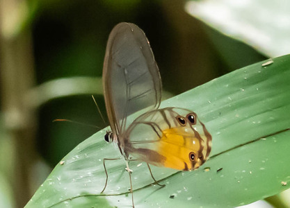 The butterfly Haetera piera negra photographed in Peru