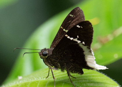 The butterfly Cecropterus doryssus doryssus photographed in Peru