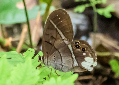 The butterfly Pierella lucia photographed in Peru