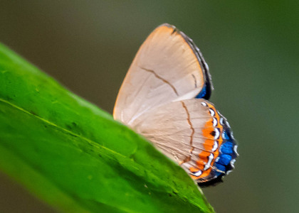 The butterfly Myselasia janigena photographed in Picuroyacu, Iquitos,Peru