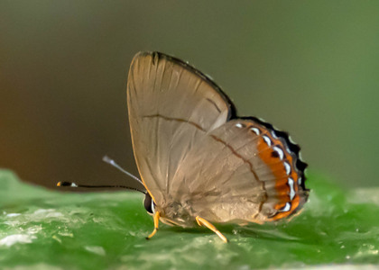 The butterfly Myselasia janigena photographed in Peru