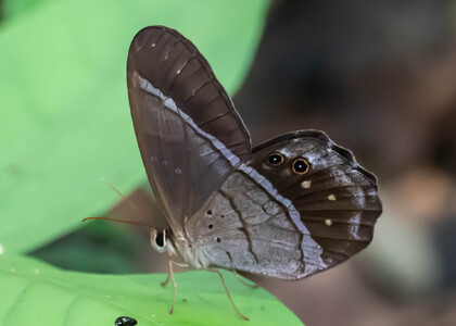 The butterfly Pierella lena photographed in Peru