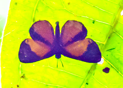 The butterfly Calospila rhodope photographed in Peru