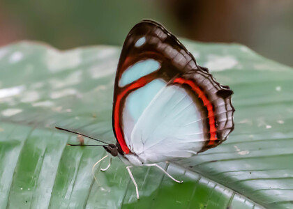The butterfly Pyrrhogyra crameri hagnodorus photographed in Picuroyacu, Iquitos,Peru
