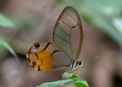 The butterfly Haetera piera negra photographed in Picuroyacu, Iquitos,Peru