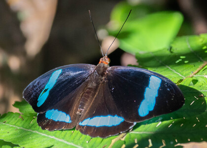 The butterfly Nessaea hewitsonii photographed in Peru