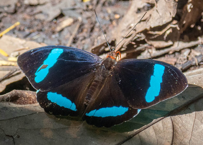 The butterfly Nessaea hewitsonii photographed in Peru