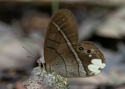 The butterfly Pierella lucia photographed in Peru