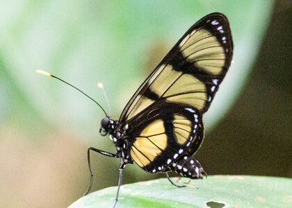 The butterfly Methona confusa psamathe photographed in Peru