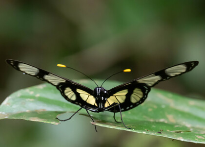 The butterfly Methona confusa psamathe photographed in Peru