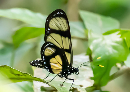 The butterfly Methona confusa psamathe photographed in Peru